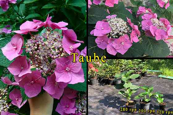 Гортензія Taube. Саджанці Харків