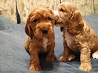 Чистокровні цуценята кокер-спаніелія Кривой Рог