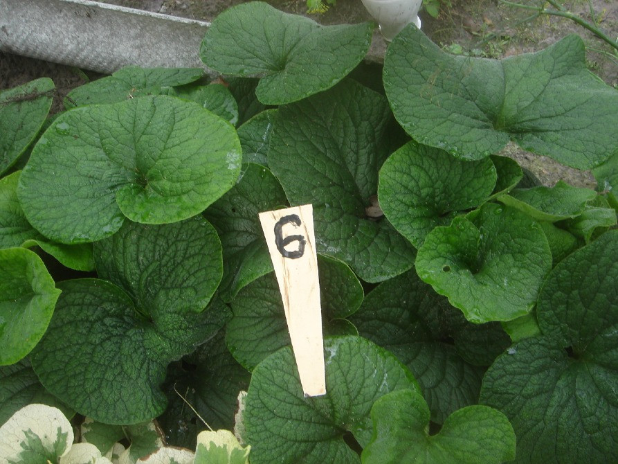 продам брунеру Київ - зображення 6