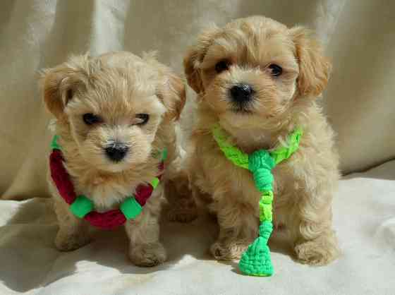 #МальтіпуF1#MaltipooF1#цуценята1,5міс#puppies Киев