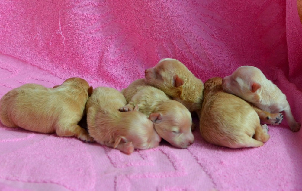 МАЛЬТІПУ д.н. 21.04.2026. Окрас карамель. Київ - зображення 2