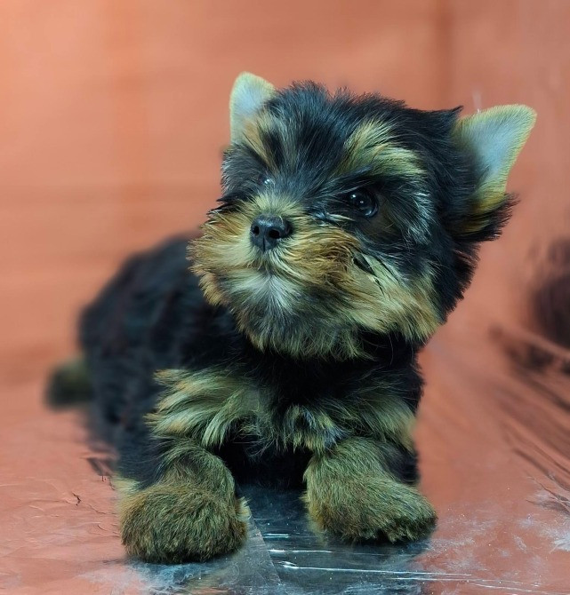 Йорко -девочка стандарт Одесса - изображение 1