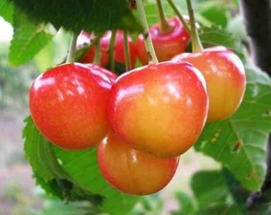 Продам саджанці черешень Сквира