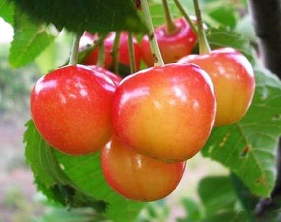 Продам саджанці черешень Сквира - изображение 3