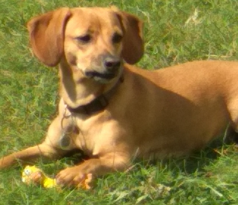 В хороші руки Київ - зображення 4