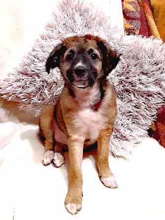 Шукаємо супервідповідальних людей для двох ксоло-дівчат у шерсті Верхнеднепровск