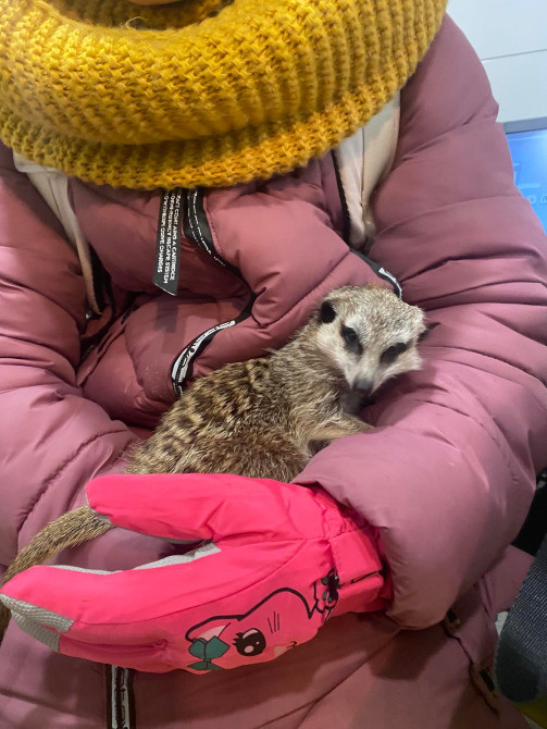 Ручний сурікат Киев - изображение 1