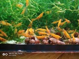 креветки неокардины ,декоративные раки для аквариума Вінниця - зображення 2