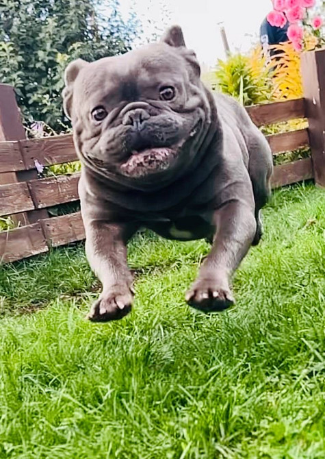 Французький бульдог хлопчик Полтава - зображення 1