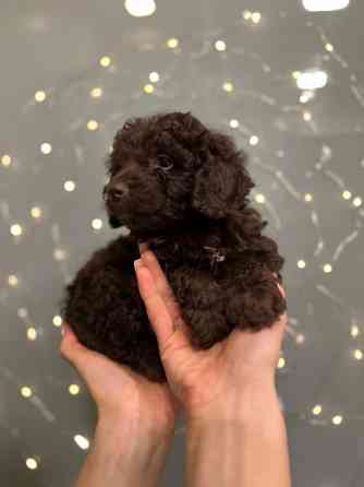 Хлопчик той пудель Київ