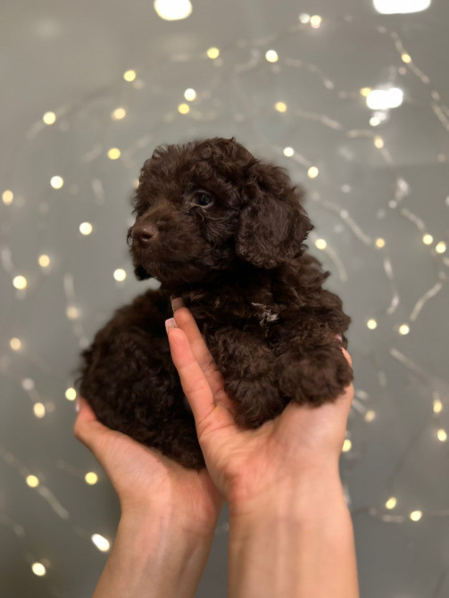 Хлопчик той пудель Киев - изображение 1