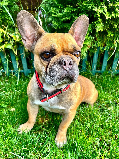 Французький бульдог дівчинка Полтава - зображення 2