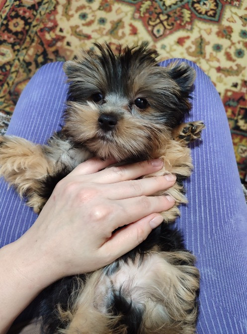 Продам цуценят йорків Павлоград - зображення 8