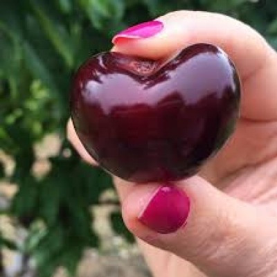 Продам саджанці черешень Сквира - изображение 7