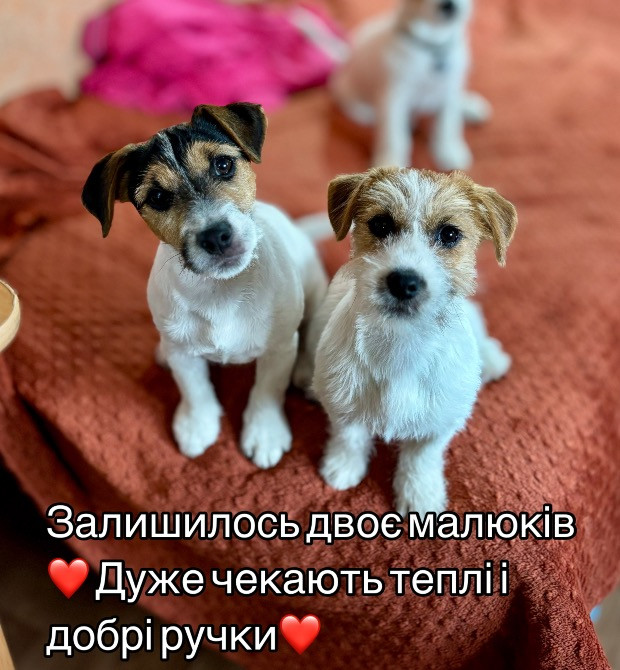 Шикарні цуценята Джек Рассел Киев - изображение 1