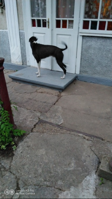 Продам хортів Городенка - зображення 3