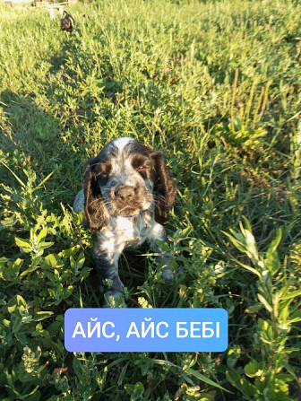 Цуценята спаніеля мисливського Хмельницький - зображення 11