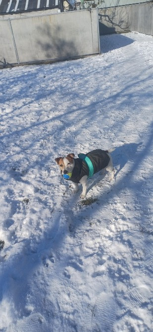 Готель ПЕС для собак - перетримка тварин в Києві, зооготель Киев - изображение 11