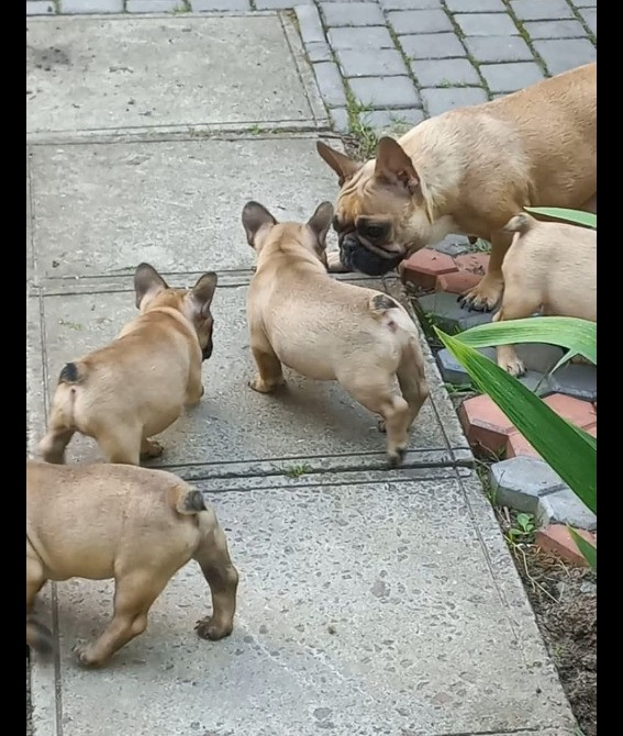 Французький бульдог Львов - изображение 2