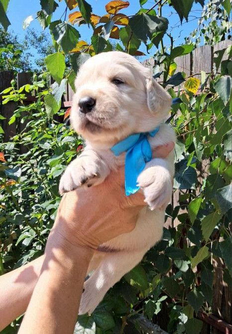 Золотистого ретрівера цуценята Ot Bahur Київ - зображення 4