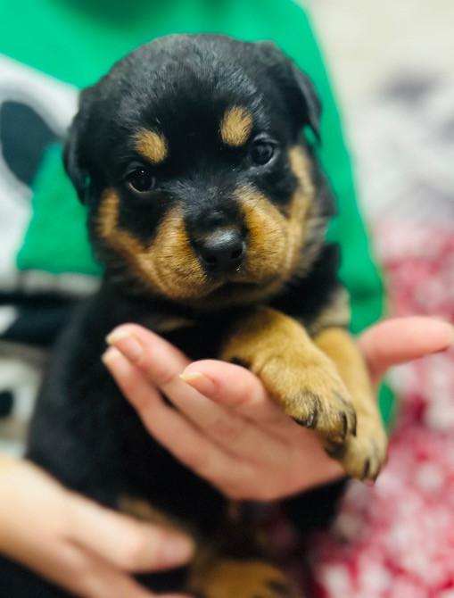 Продам ротвейлерів Київ - зображення 4