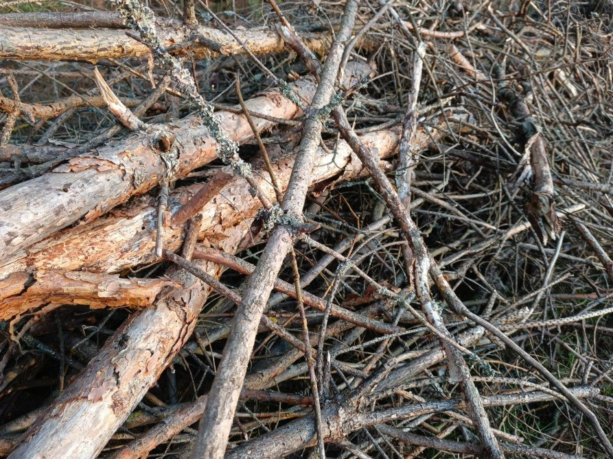 БЕСПЛАТНО МНОГО Отдам Деревья Дрова Ветки Бревна Пеньки Отопление Пиломатериалы Київ - зображення 8