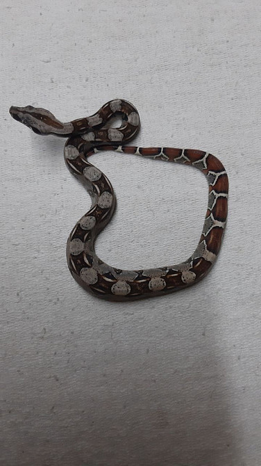 Продам маленьких удавчиков Харків - зображення 1