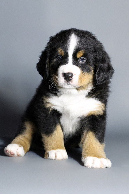 Шикарные щенки бернского зенненхунда Одеса - зображення 2