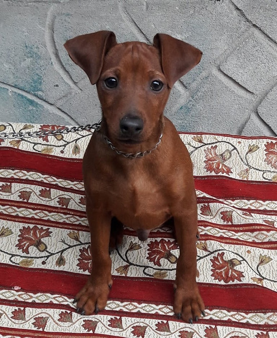 Цвергпинчер (карликовый пинчер) девочка и мальчик 8 месяцев.Киев. Отличный подарок!тличный подарок! Київ - зображення 3