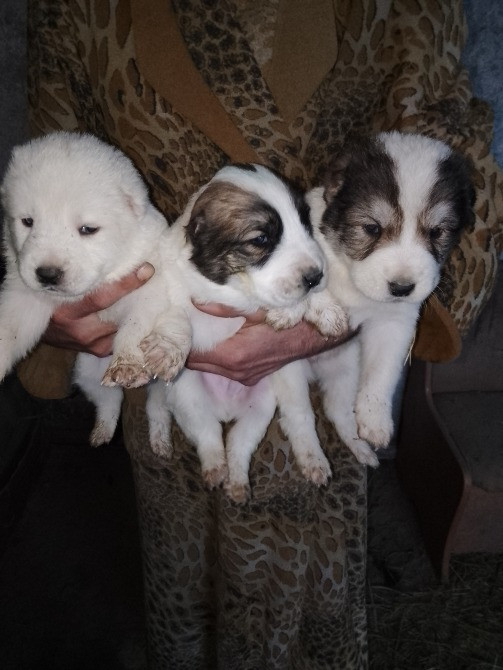 Продам цуценята. Алабай Кропивницький - зображення 7