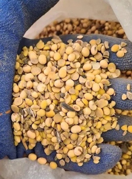 Купуємо на переробку половинки сої Черкаси - зображення 1