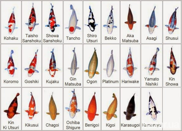 рибки для ставка,короп коі Україна,корм для коі,німфеї,водні рослини,японський короп коі ціна,ставок Київ - зображення 3