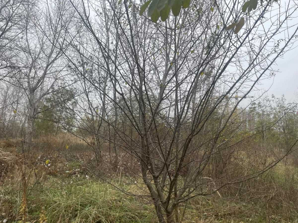 продажа участок под жилую застройку Киев, Деснянский, 55000 $ Київ - зображення 7