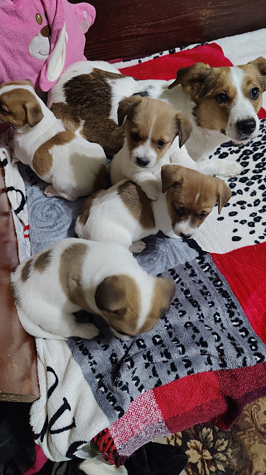 Джек - Рассел терьер, цуценята у пошуку родини Одеса - зображення 1