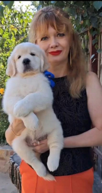 Цуценята золотистого ретрівера Ot Bahur Київ - зображення 2