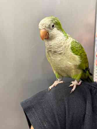 Калита-монах. Выкормыш Київ