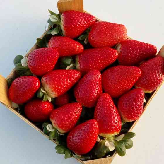 Продаем клубнику Київ