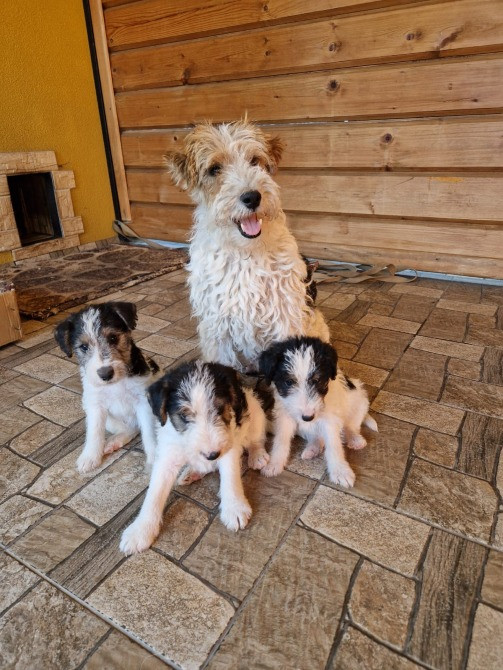 Продам Фокстерьер Одеса - зображення 1