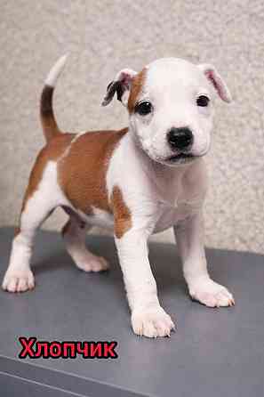 Продаж Цуценят Стафаршидського Терєра White Акційна Ціна !!! Київ