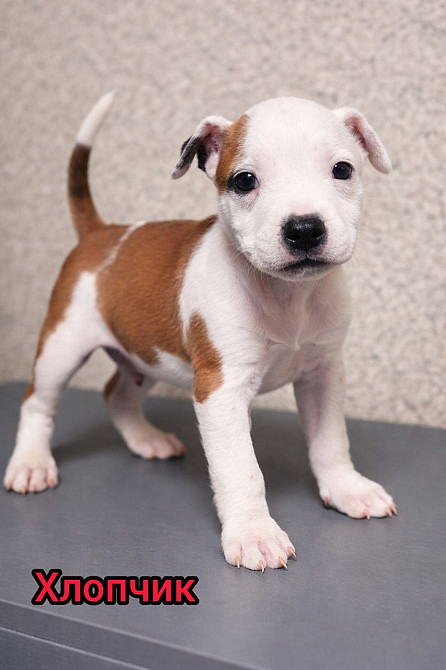 Продаж Цуценят Стафаршидського Терєра White Акційна Ціна !!! Київ - зображення 2