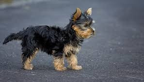 Йоркширський тепер щенки Киев - изображение 2