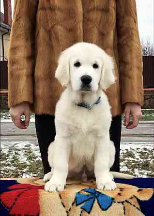 Цуценята золотистого ретрівера Київ