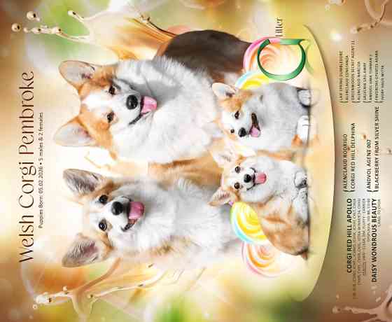 Коргі цуценята Welsh corgi pembrok Київ