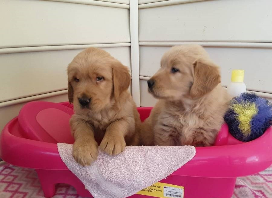 Цуценята золотистого ретривера Луцьк - зображення 1