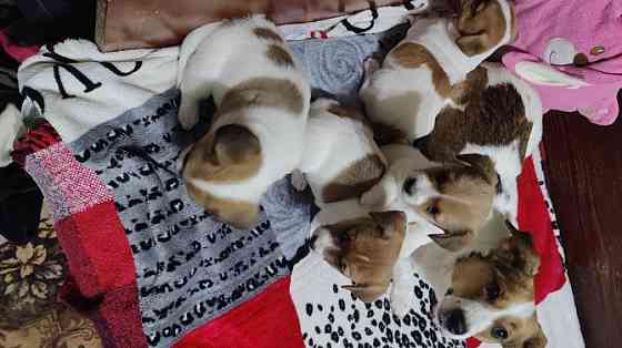 Джек - Рассел терьер, цуценята у пошуку родини Одесса