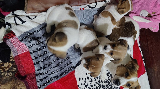 Джек - Рассел терьер, цуценята у пошуку родини Одесса - изображение 1