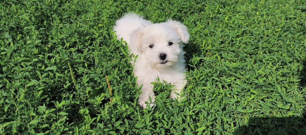 продам мальтійських болонок Ивано-Франковск - изображение 7