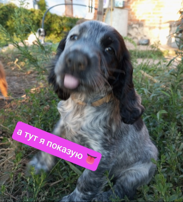 Цуценята спаніеля мисливського Хмельницький - зображення 5