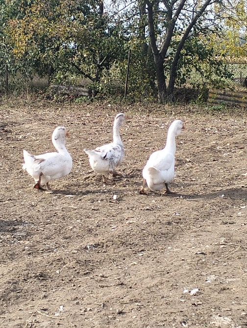 Продам гусей породи Холмогори Нововолинськ - зображення 3