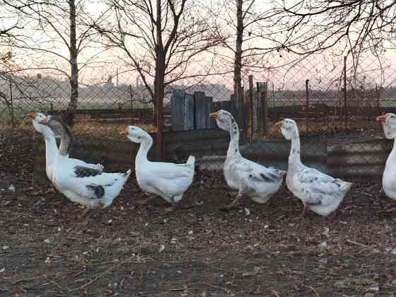 Продам молодняк гусей породи Холмогори Нововолинськ